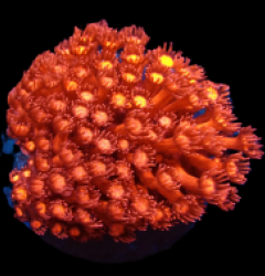 Goniopora sp. (Red Ultra) (M) pb 012