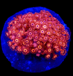 Goniopora sp. (Red) (Ultra) (M) pb 192