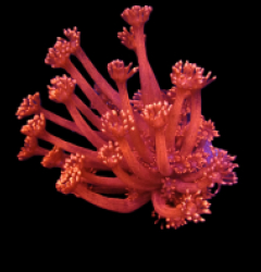 Goniopora spp. (Red) (Ultra) (Australia) (frag)