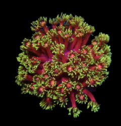 Goniopora sp, (Tequila Sunrise) (M) o 197