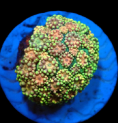 Goniopora sp. (Ultra) (Frag) pb 279