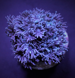 Goniopora spp. Blue/Purple (Frag)