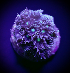 Goniopora spp. (Green-Blue Center) (frag)