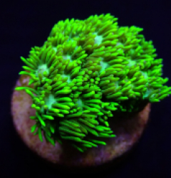 Goniopora spp. Green Ultra (Frag)