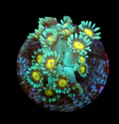 Goniopora spp. (Orange Center) (frag)
