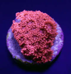 Goniopora spp. (Red) (Premium) (frag)