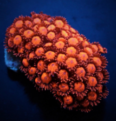 Goniopora spp. (Red) (Ultra)