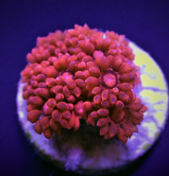 Goniopora spp. (Red) (Ultra) (frag)