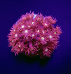 Goniopora spp. (Red) (Yellow-Green Center) (frag)