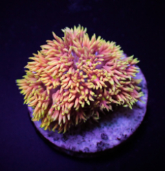 Goniopora spp. (Special Selected) (frag)