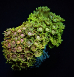 Goniopora spp. (Ultra)