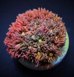 Goniopora spp. (Ultra) (frag)