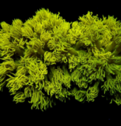 Goniopora spp. (Yellow)
