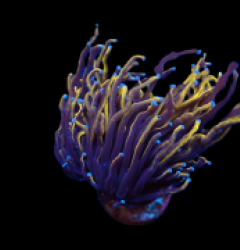 Euphyllia glabrescens (Gold Torch)
