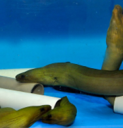 Gymnothorax funebris