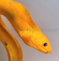 Gymnothorax melatremus