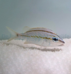 Haemulon flavolineatum - T.B