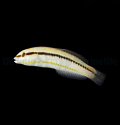 Halichoeres bivittatus