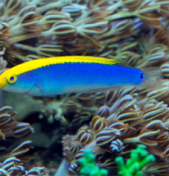 Halichoeres cyanocephalus