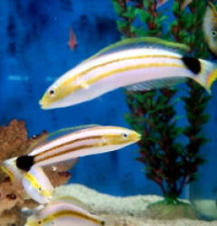 Halichoeres gurrobyi (Pair)