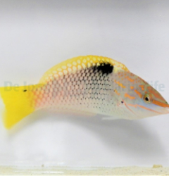 Halichoeres hortulanus