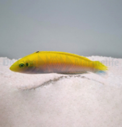 Halichoeres leucoxanthus