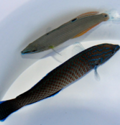 Halichoeres leucurus (Pair)