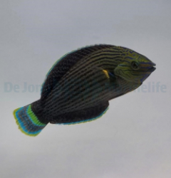 Halichoeres marginatus