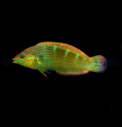 Halichoeres melanurus