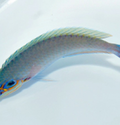 Halichoeres melasmapomus