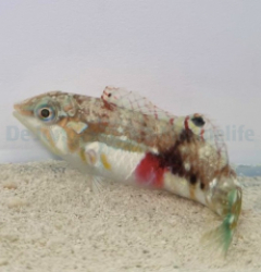 Halichoeres nebulosus