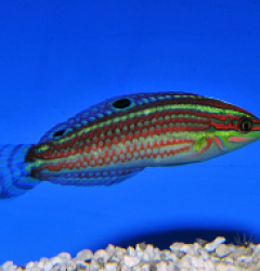 Halichoeres ornatissimus