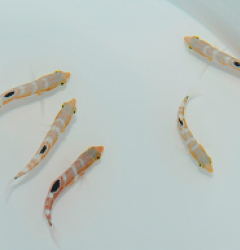 Halichoeres radiatus