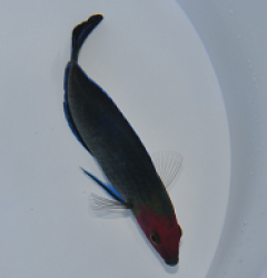 Halichoeres rubricephalus