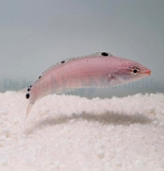 Halichoeres trispilus