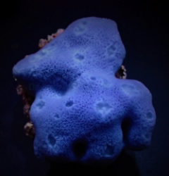 Haliclona spp. (Blue) (Tubular)