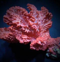 Haliclona spp. (Orange)