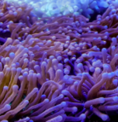 Heliofungia actiniformis (Purple) (Grade B)