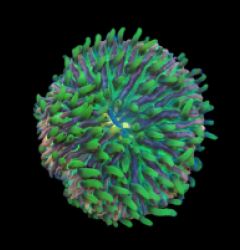 Heliofungia fralinae (Premium) (M) pb 063