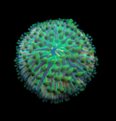 Heliofungia fralinae (Premium) (M) pb 121