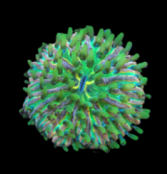 Heliofungia fralinae (Premium) (M) pb 130