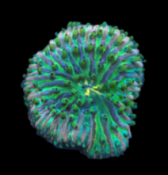 Heliofungia fralinae (Premium) (M) pb 419