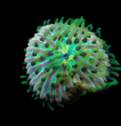 Heliofungia fralinae (Ultra) pb 053