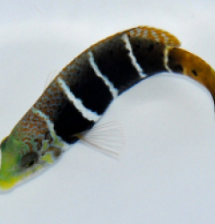 Hemigymnus fasciatus