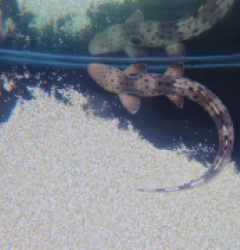 Hemiscyllium ocellatum