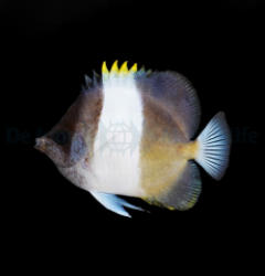 Hemitaurichthys zoster