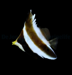 Heniochus chrysostomus