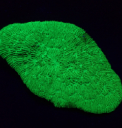 Herpolitha limax (Green Ultra) (L) pb 025