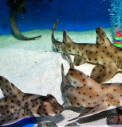 Heterodontus francisci