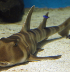 Heterodontus japonicus (Temperate water)